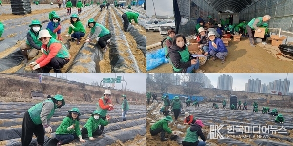 미사 2동 새마을부녀회 밭고랑 만들고, 비닐 씌우고, 감자씨자, 사랑의 감자 심기