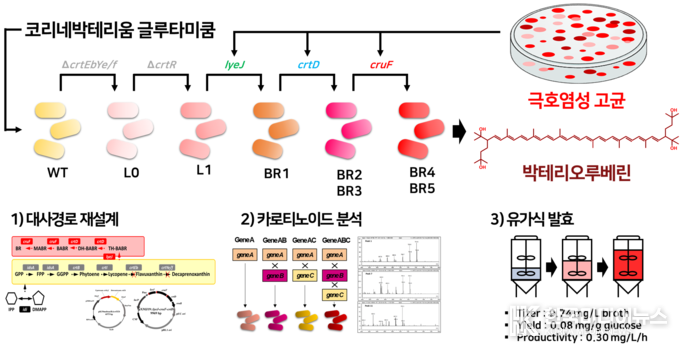 =사진 ;합성생물학 및 정밀발효 기반 산업 미생물인 코리네박테리움 글루타미쿰 활용 고부가 항산화 소재인 박테리오루베린 생산 과정의 모식도