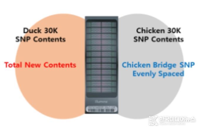 가금 SNP 칩의 구성 모식도