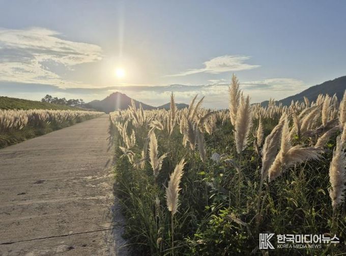 팜파스그라스 길 전경
