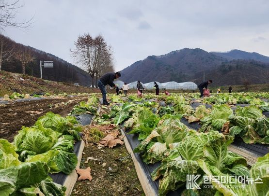충북도, 생육 부진 ‘못난이 배추’로 ‘푸드 업사이클링(Food Upcycling)’ 실현