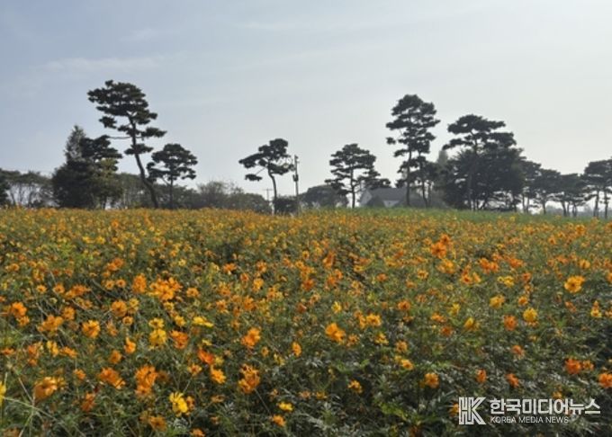 여주시, 금은모래강변공원 “황화코스모스 활짝”
