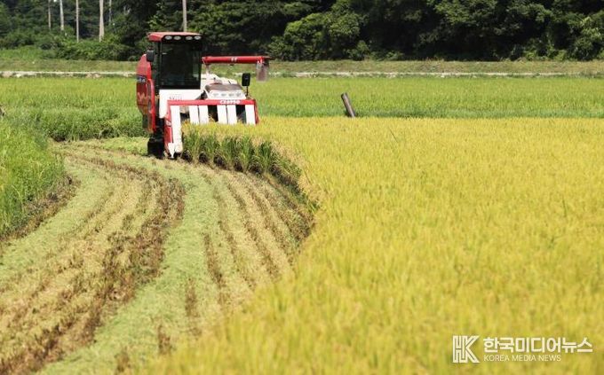 볏짚을 갈아넣기 위해 볏짚을 잘라내며 벼를 수확하고 있다.