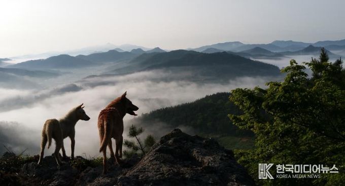 진도군, 천연기념물 진도개 보존관리비 지급 완료