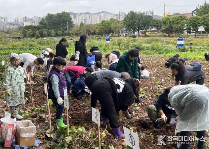 가족 수확 행사에 참여한 시민들이 고구마를 캐고 있다.