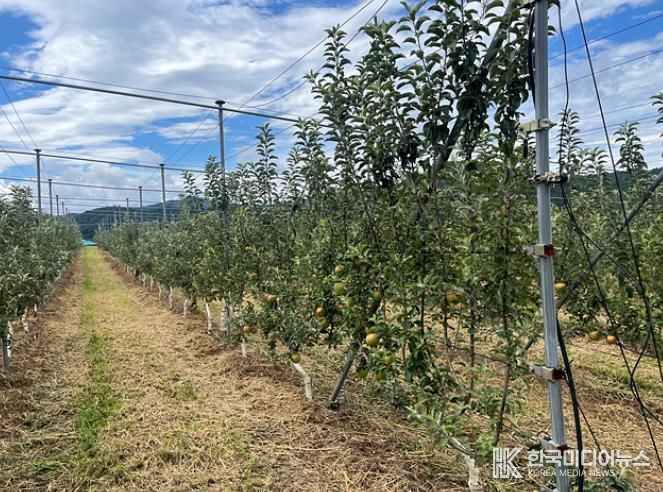 산청군 과수 미래형 다축수형 과원 조성 모습