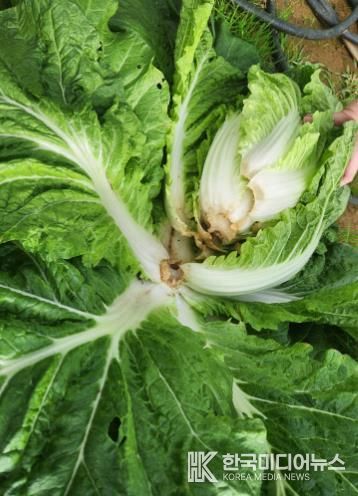 서천군, 가을장마로 파종·수확 차질 심화