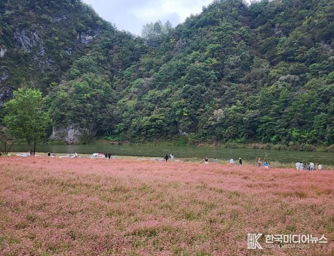 영월군 제6회 동강붉은메밀꽃축제