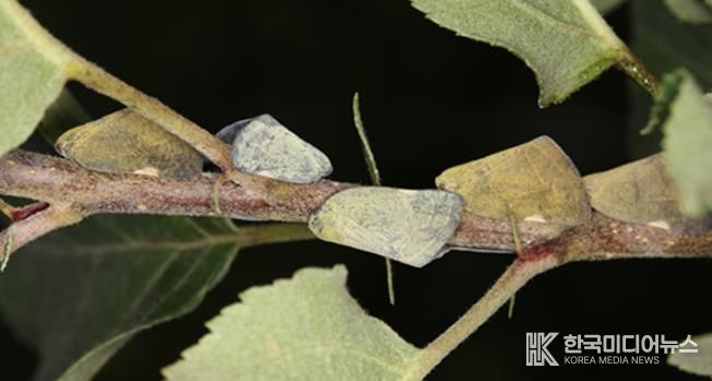 외래 돌발해충 갈색날개매미충 성충 모습.