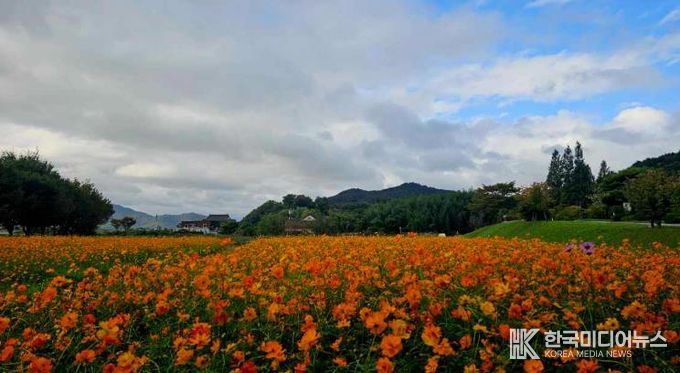 양동마을에 조성된 코스모스 꽃단지