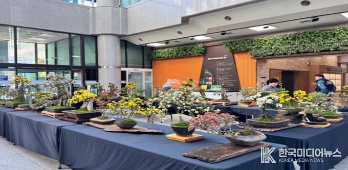 2024년 금정구청 1층 구민홀에서 개최된 국화분재 전시회