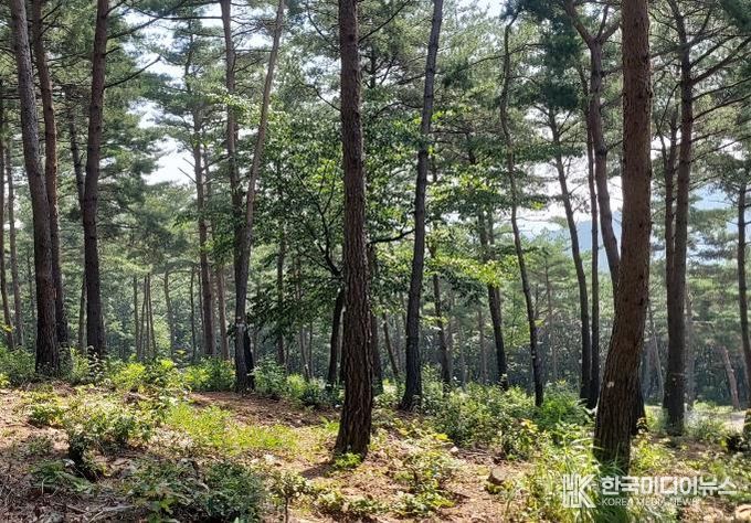 국립기억의숲 풍경