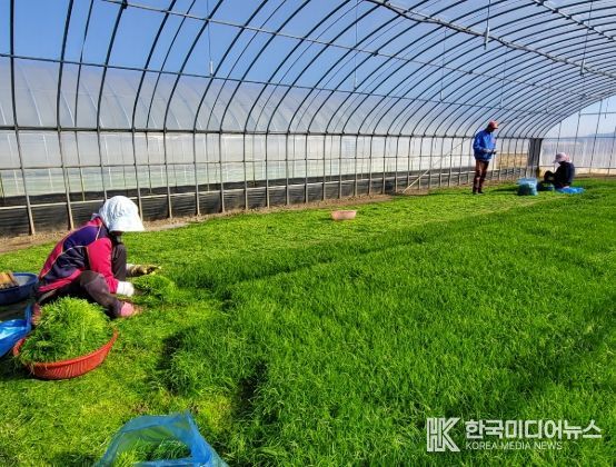 해남군“바다향 품은 간척지의 명품채소”세발나물 출하