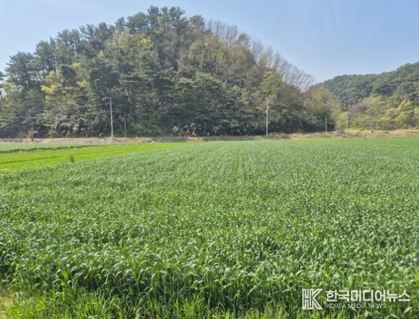 울진군, 맥류 종자 적기 파종 지도