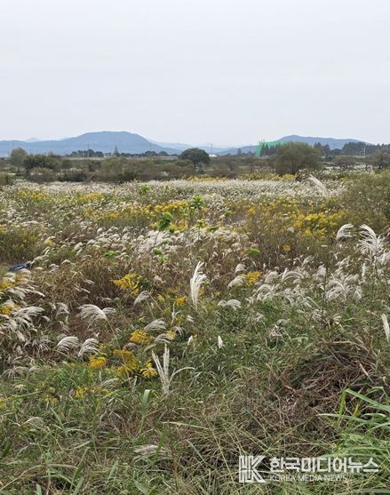 장록습지 내 개화 중인 양미역취