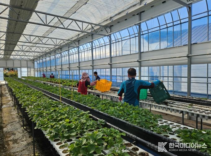 딸기묘 2만 5천 주 긴급 공급