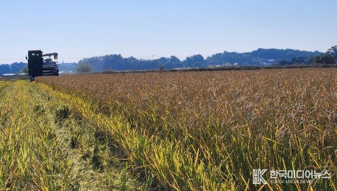 한번 모내기로 두번 수확 ‘움벼 재배’ 성공