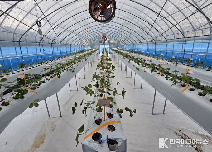 고경도 딸기 육종 분자마커 개발