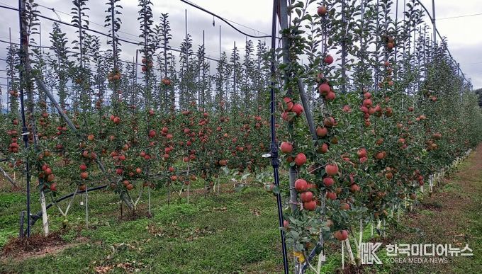 경북도, ‘과실전문생산단지 기반조성’