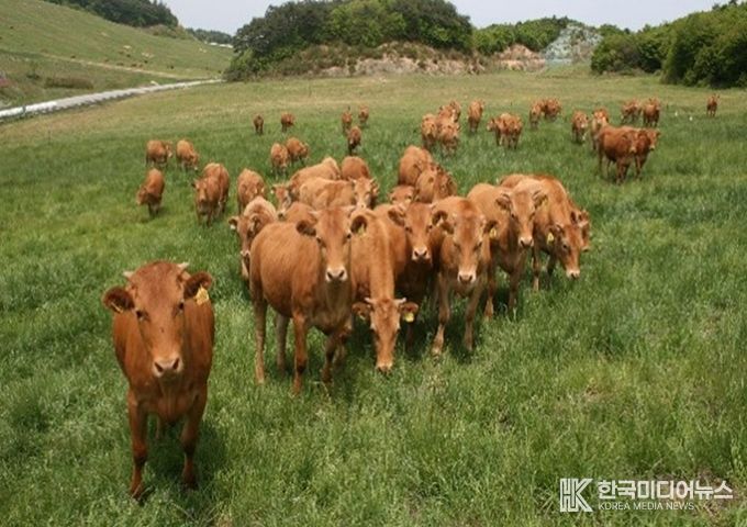 량 암소 분양으로 농가 수익 구조 개선 및 품질 향상 유도