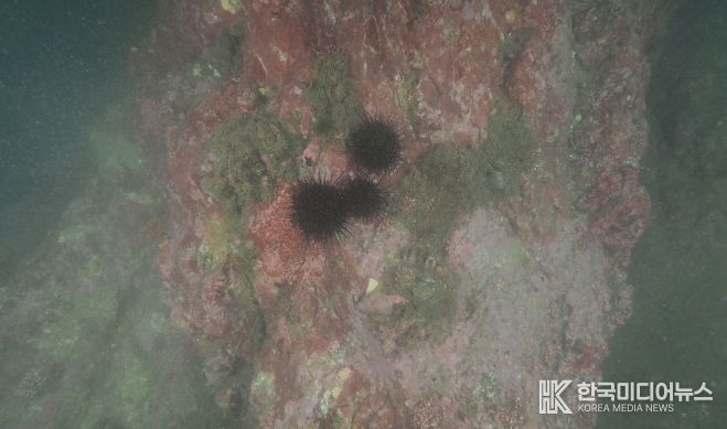 강릉시, 갯녹음 암반 해조서식환경 복원사업