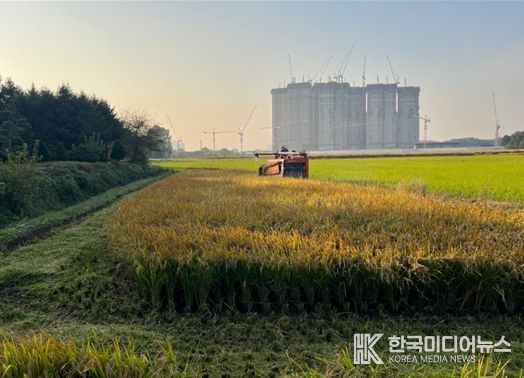 연희공원 논습지 벼(2024년 사진, 수확과정)