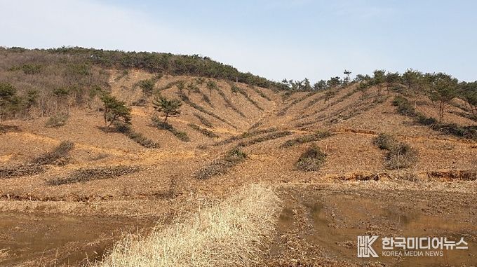 조림지 사진