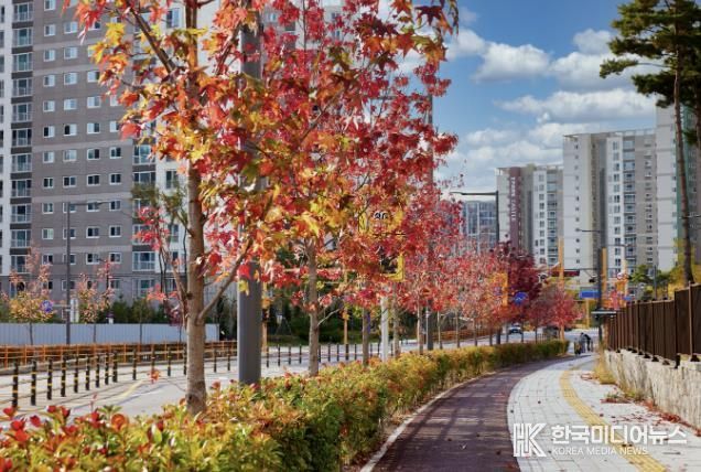 곡선로에 있는 미국풍나무 가로수 단풍 전경