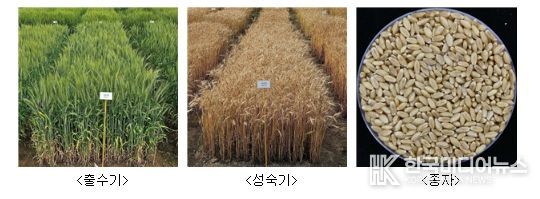 ‘이룸’ 품종 사진