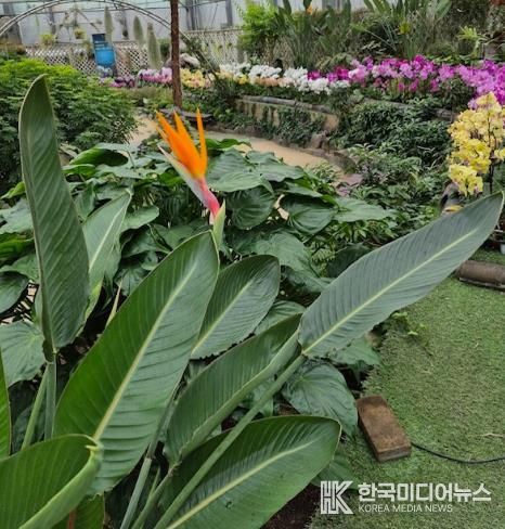 함평군 자연생태공원 아열대전시관, 극락조 개화 사진