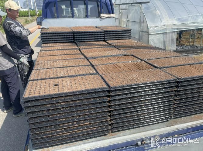 청주시 재배기술 지원으로 오송읍 대파 농가 '풍년'