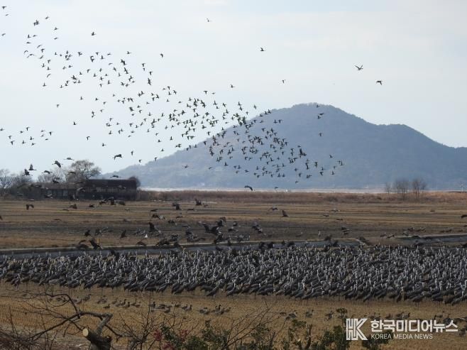 ‘순천만 흑두루미 연구’ 국내 최초 국제 학술지(SCIE) 등재