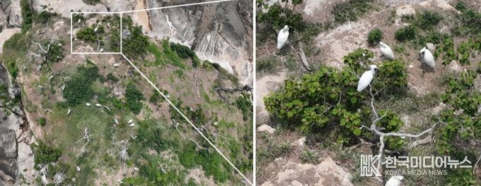 순천만, 멸종위기 저어새 번식 첫 확인