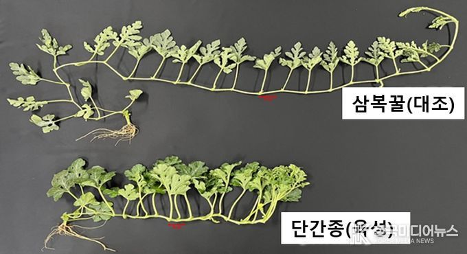 <기존품종과 개발품종의 덩굴길이 비교>