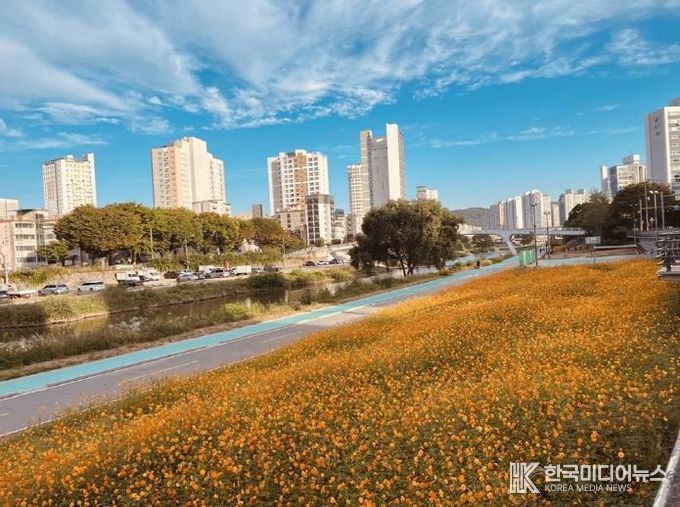 중랑천 황화 코스모스 꽃길