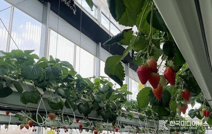 나주시, 남평 ‘설향’ 딸기 본격 출하…내년 특화작목 육성사업 선정