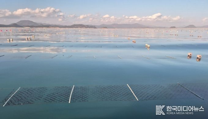 2026년산 청정 고흥산 김 본격 출하