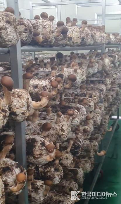 포천시, ‘표고버섯 스마트 재배기술 교육’ 실시