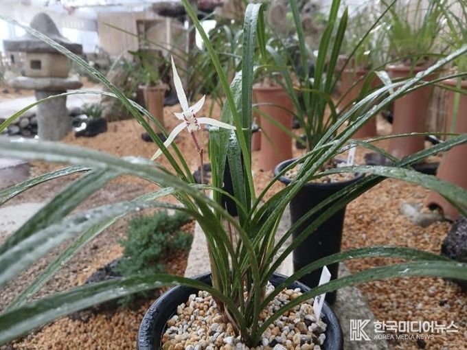 함평군 자연생태공원 제주한란, 일본 한란