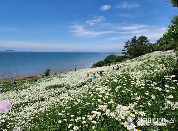 부안군, 2025년 2분기 생활인구 전북특별자치도 1위-변산마실길 샤스타데이지