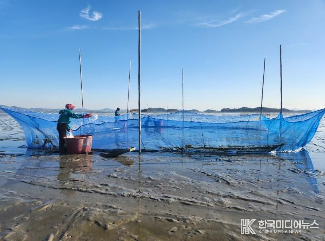 가리맛조개 종자, 살포 사진