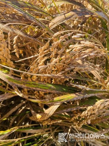 벼 깨씨무늬병 피해 사진