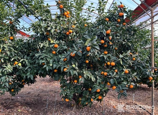 ‘미래향’ 재배