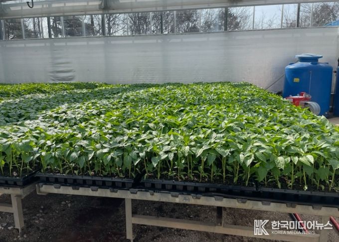 2026년도 고추 육묘 신청 접수