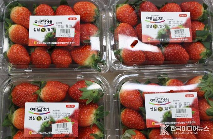 ‘당도 폭발, 지금 제철’임실N딸기, 전국 유통 본격 돌입