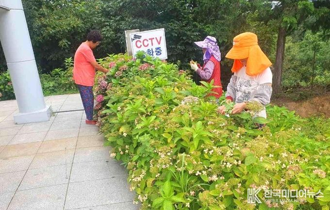 나주시의 2025년 하반기 지역공동체일자리사업 참가자들이 동강면에 있는 영산강 한반도 지형 전망대 주변에 핀 수국을 가꾸고 있다.