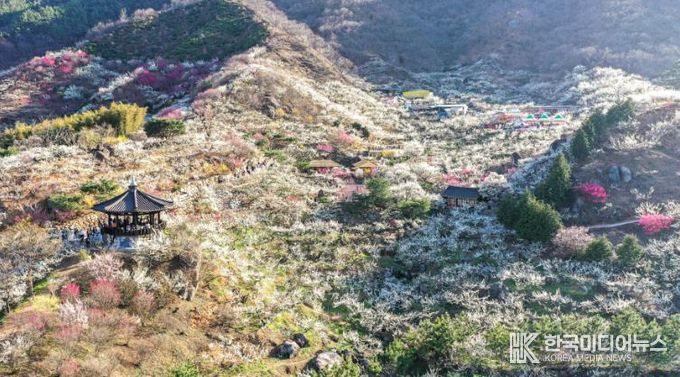 광양시 2026년 붉은 말처럼 힘차게 도약...광양관광 ‘박차’ - 관광과(광양매화마을)
