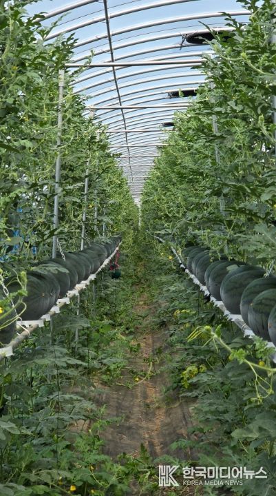 구례군, 수박 수직재배 시범사업으