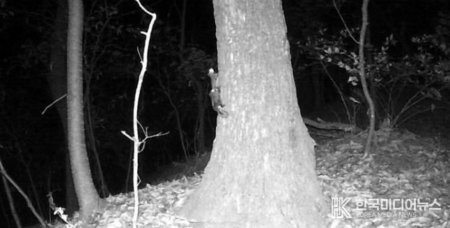 청주시, 하늘다람쥐·담비 서식 확인...우암산 도시생태축 복원 성과 가시화