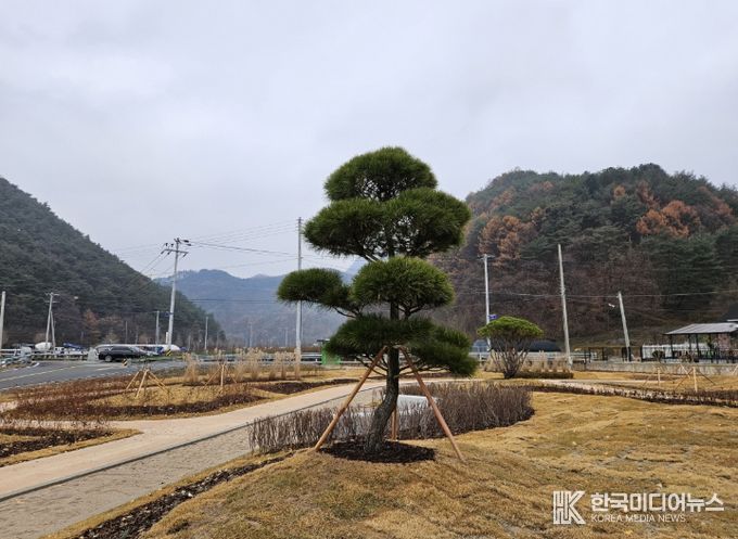 평창치유정원에 조형 소나무 기증